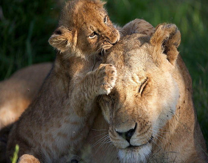 imgi_066_kenya-safars-lions Safari with Purpose: Our Conservation Pledge